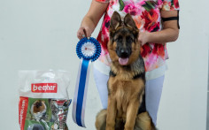 Elysia - Best in puppy 2 place
