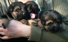 2 week old puppies