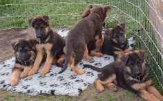 Puppies  2,5 months old