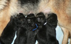puppies 10 day old