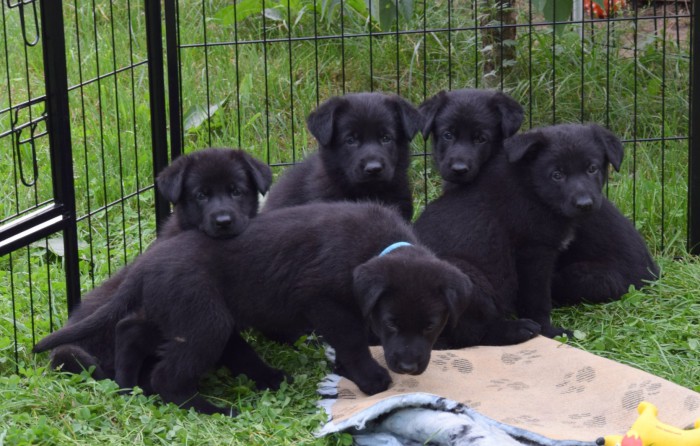 Puppies 5 w.old